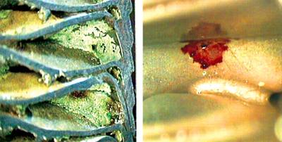 Corrosion of copper and stainless steel